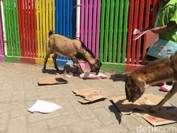 Pulau Isinya Kambing Makan Kertas, Eh Gimana?