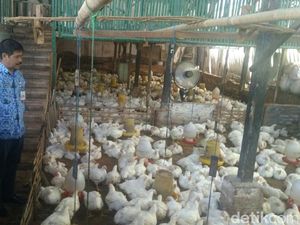 Ayam Broiler Langka di Probolinggo, Satgas Pangan Sidak Distributor Ayam Broiler Langka di Probolinggo, Satgas Pangan Sidak Distributor