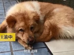 Mirip Hachiko, Anjing Ini Setia Tunggu Pemiliknya di Stasiun