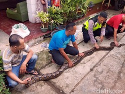 Piton Tangkapan Warga Sukabumi Diserahkan ke Penyelamat Satwa