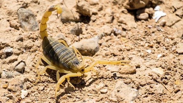 5 Spesies Kalajengking Mahal yang Racunnya Dicari Peneliti