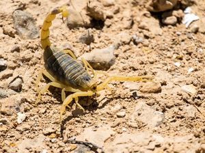5 Spesies Kalajengking Mahal yang Racunnya Dicari Peneliti 5 Spesies Kalajengking Mahal yang Racunnya Dicari Peneliti