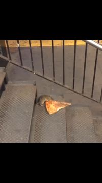 Ini Dia 'Pizza Rat', Tikus yang Sedang Viral Karena Menyeret Sepotong Pizza