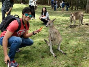 Suka Diberi Wortel, Banyak Kanguru Serang Turis