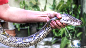 Foto: Penampakan Piton yang Gegerkan Warga Sukabumi