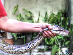 Foto: Penampakan Piton yang Gegerkan Warga Sukabumi