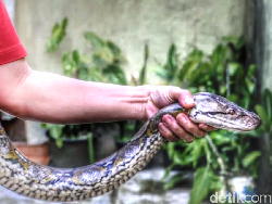 Puluhan Ular Piton Serbu Permukiman Warga di Tangerang