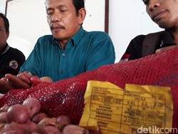 Bawang India Ilegal Rambah Pasaran, Bawang Lokal Terpukul