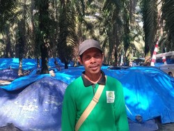 Pensiun Tanam Sawit, Petani Cabai Ini Raup Rp 20 Juta/Bulan