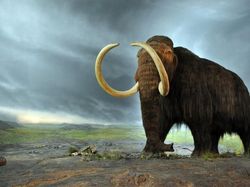DNA Mammoth Berumur Jutaan Tahun Ditemukan di Siberia