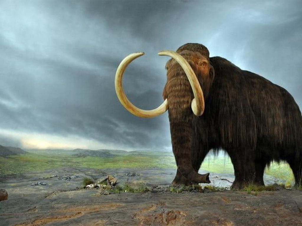 DNA Mammoth Berumur Jutaan Tahun Ditemukan di Siberia DNA Mammoth Berumur Jutaan Tahun Ditemukan di Siberia