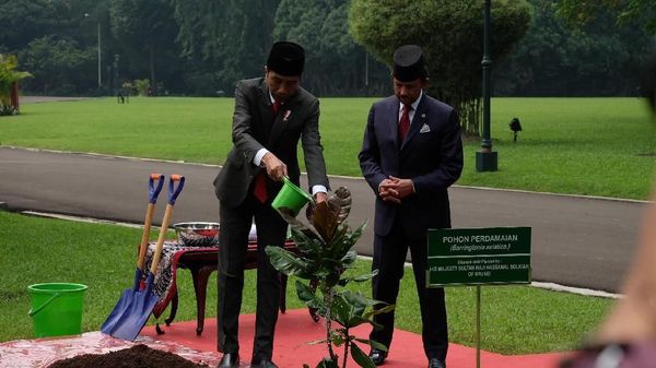 Potret Jokowi dan Sultan Brunei Tanam Pohon Perdamaian