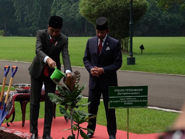 Potret Jokowi dan Sultan Brunei Tanam Pohon Perdamaian
