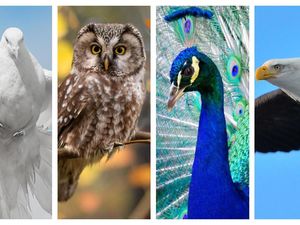 Pilih Salah Satu Burung Ini dan Kenali Kepribadian Anda!