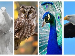 Pilih Salah Satu Burung Ini dan Kenali Kepribadian Anda!