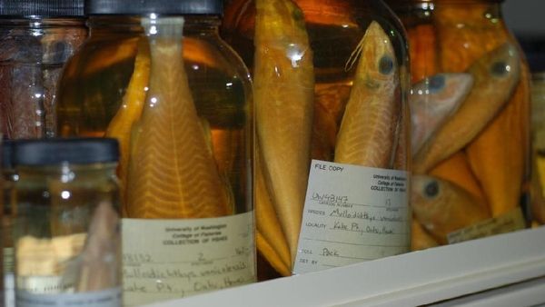 Foto: Tempat Melihat Ikan yang Aneh-aneh