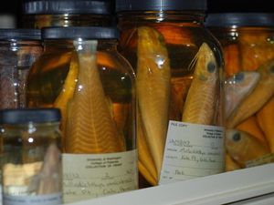 Foto: Tempat Melihat Ikan yang Aneh-aneh