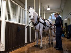 Momen Kuda Militer Mengamuk di Jalanan London