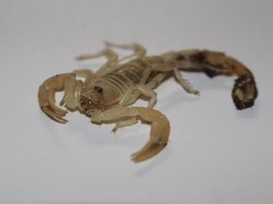 Ilmuwan Senior Komentari Saran Ingin Kaya Cari Racun Kalajengking