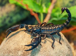 Kontroversi Politik Racun Kalajengking