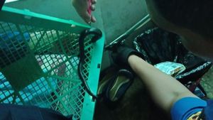Bikin Kaget! Ini Penampakan Kobra yang Muncul di Dapur Warga Ciracas