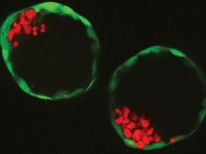 Peneliti Belanda Berhasil Ciptakan Embrio Sintetis