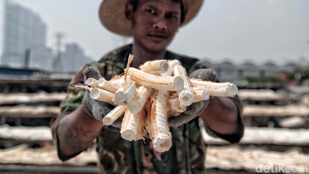 Ternyata Tulang Ikan Cucut Bisa untuk Bahan Baku Kosmetik
