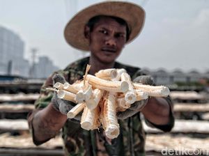 Ternyata Tulang Ikan Cucut Bisa untuk Bahan Baku Kosmetik