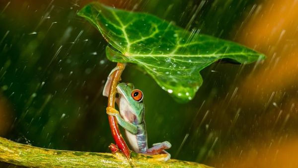 Deretan Foto Hewan yang Membuat Mata Terperangah