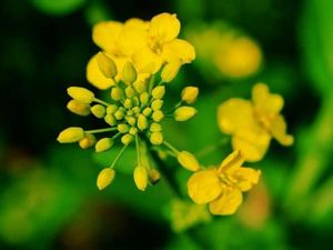 Liburan yang Berbunga-bunga di China