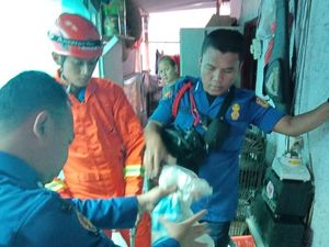 Petugas Damkar Tangkap Kobra yang Masuk Rumah Warga di Ciracas