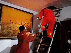 Aksi Petugas Damkar Selamatkan Anak Kucing Terjebak di Plafon