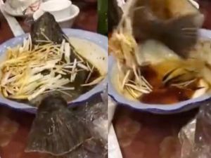 Viral! Ikan yang Sudah Dimasak Ini Kembali Hidup dan Loncat dari Piring Viral! Ikan yang Sudah Dimasak Ini Kembali Hidup dan Loncat dari Piring