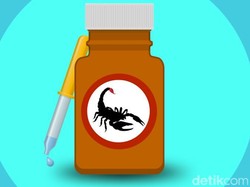 Demi Dapat Racunnya, Bolehkah Kalajengking Diambil Massal?