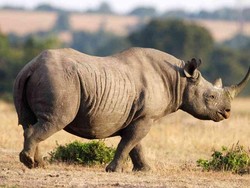 2 Hewan Ini Paling Banyak Diburu untuk Pasar Gelap