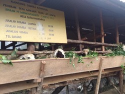 Petani Sawit di Jambi Belajar Tanam Jahe hingga Ternak Domba