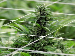 Pertama di Australia, Canberra Legalkan Ganja untuk Konsumsi Pribadi