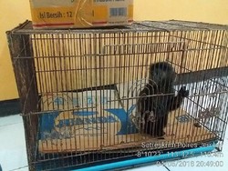 Ingin Untung, Penjual Lutung Ini Malah Buntung