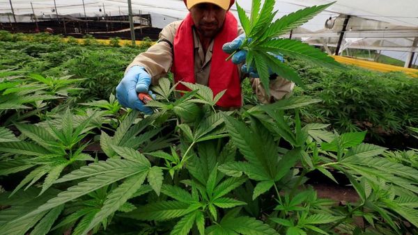 Melihat Proses Budidaya Ganja untuk Kesehatan di Kolombia