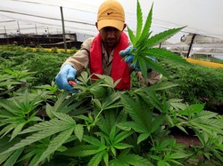 Tanda-Tanda Seseorang Kecanduan Ganja