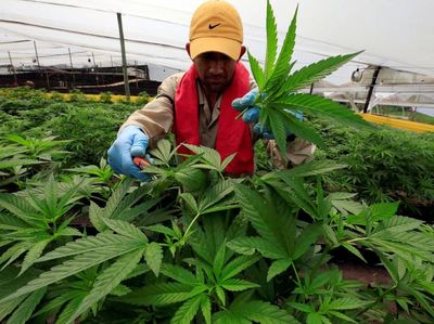 Melihat Proses Budidaya Ganja untuk Kesehatan di Kolombia
