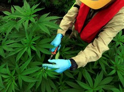 Saat Para Suster Dagang Ganja, Raup Rp 18 M Per Tahun