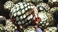 Melihat Proses Pembuatan Tequila Tradisional di Meksiko