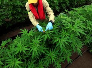 Direstui PBB untuk Medis, Begini Gurihnya Potensi Bisnis Ganja Dunia Direstui PBB untuk Medis, Begini Gurihnya Potensi Bisnis Ganja Dunia