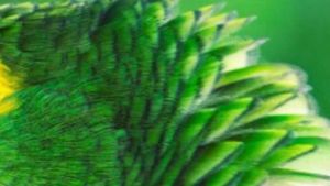 Uji Pengetahuan dan Kejelian, Tebak Ini Foto Hewan Apa?