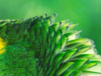 Uji Pengetahuan dan Kejelian, Tebak Ini Foto Hewan Apa?