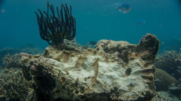 Kerusakan terumbu karang di Taman Nasional Karimun Jawa terjadi akibat penggunaan potas dan cantrang oleh nelayan, coral bleaching, dan kapal tongkang yang berlabuh di kawasan konservasi tersebut.