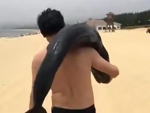 Terlalu, Turis China Ini Bawa Pulang Lumba-lumba Hidup dari Pantai
