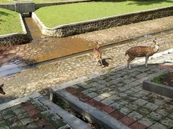 Wisata Murah Meriah di Bogor, Ini Caranya