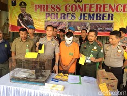 Ini Pengakuan Penjual Lutung via Online di Jember